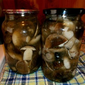 Какие грибы лучше мариновать на зиму
