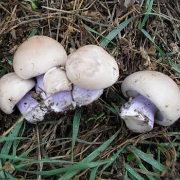 Как мариновать грибы синие ножки: домашние рецепты