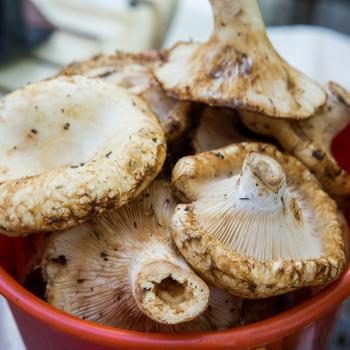 Что можно делать с груздями: рецепты блюд из грибов