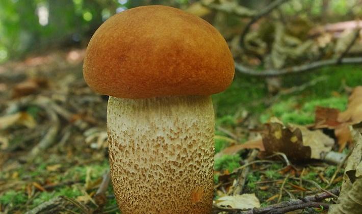Белый гриб относится к трубчатым. Трубчатые грибы. Подосиновики фото ложного и съедобного.