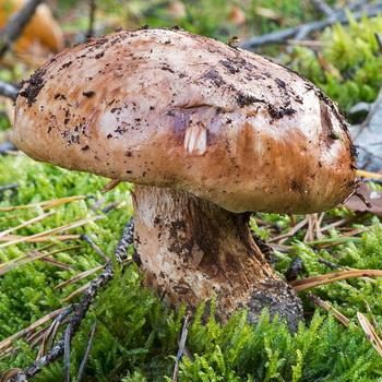 Рядовка гигантская: фото и описание гриба