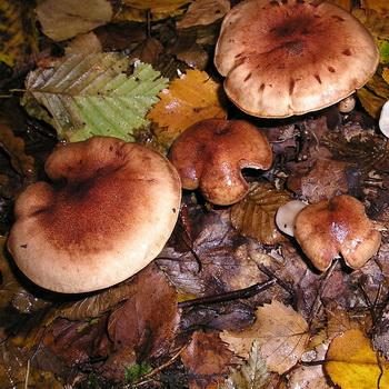 Рядовка рыжая: описание и фото условно-съедобного гриба