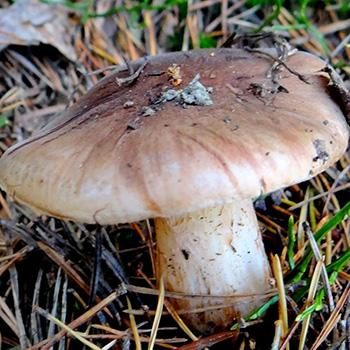 Рядовка бело-коричневая: фото и описание гриба