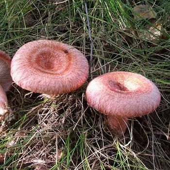 Фото и описание съедобных грибов волнушек