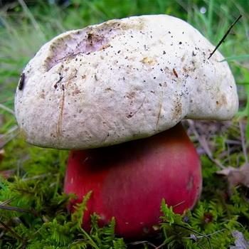 Сатанинский гриб: фото, описание, двойники и видео ядовитого гриба