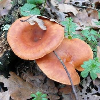 Ядовитые грибы рядовки — говорушки