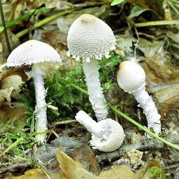 Лепиоты — ядовитые грибы