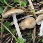 Ядовитый гриб волоконница (фото и описание)
