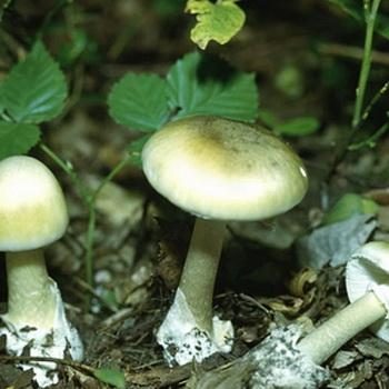 Описание и фото гриба бледная поганка: как выглядит и как отличить?
