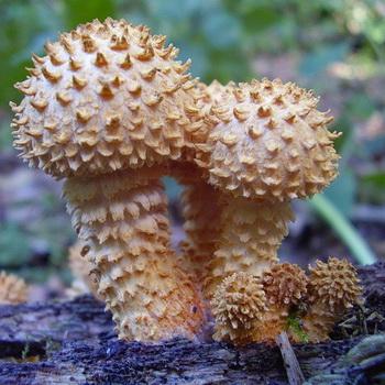 Королевские опята: съедобные или нет, фото, видео и описание вида, гдерастут осенние грибы