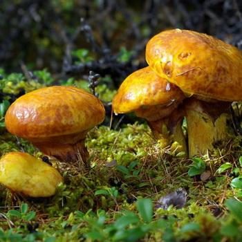Маслята – съедобные грибы: фото, описание