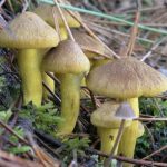 Рядовка еловая: фото и отличия от других грибов