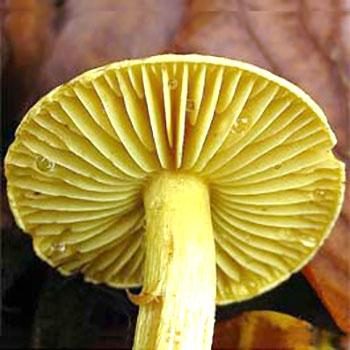 Несъедобный гриб рядовка серно-жёлтая