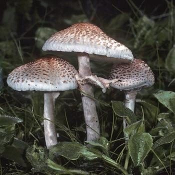 Ложный гриб зонтик: описание и распространение