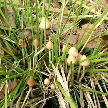 Псилоцибы полуланцетовидные: фото гриба и где его найти