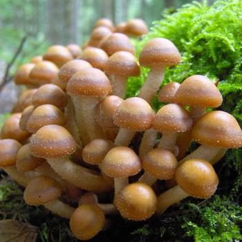 Съедобные грибы летние опята: фото, описание