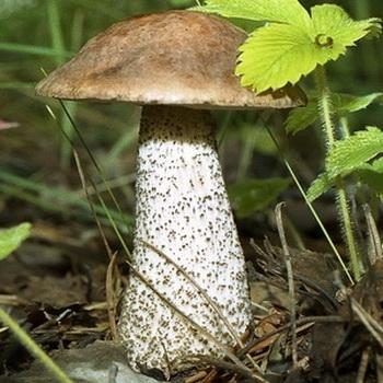 Подберезовик: фото, описание гриба