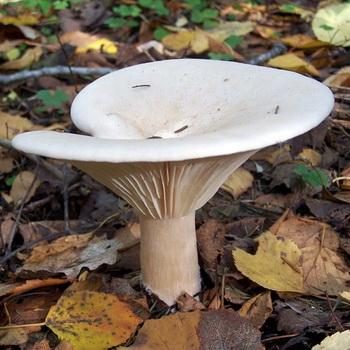 Говорушки: фото и описание съедобных грибов