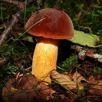 Дубовик: виды грибов — обыкновенный и крапчатый