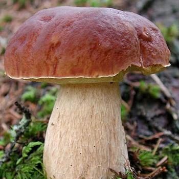 Белый гриб (березовый и сосновый)
