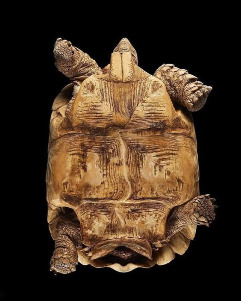 Сюрреалистичные фотографии Андрюса Бурбы: как выглядят животные снизу (19 фото)