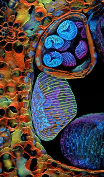 Поразительные снимки-победители конкурса микрофотографии Nikon Small World 2025 (20 фото)