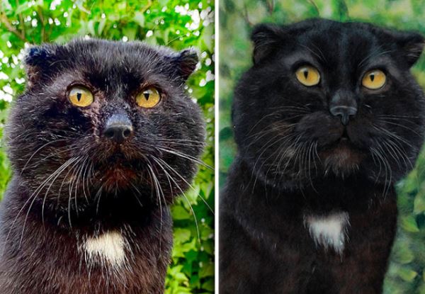 Реалистичные портреты питомцев: когда каждая шерстинка и ус на своём месте (31 фото)