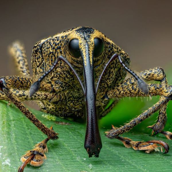 Макрофотографии насекомых, раскрывающие красоту микромира (25 фото)