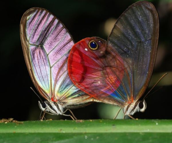 Макрофотографии насекомых, раскрывающие красоту микромира (25 фото)