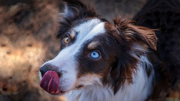 Открытия недели: общение с&nbsp;собакой продлевает жизнь, бузина полезна при ожирении