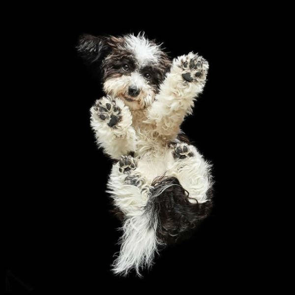 Сюрреалистичные фотографии Андрюса Бурбы: как выглядят животные снизу (19 фото)