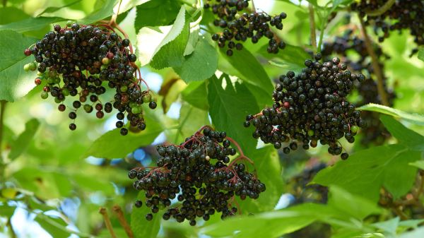 Открытия недели: общение с&nbsp;собакой продлевает жизнь, бузина полезна при ожирении