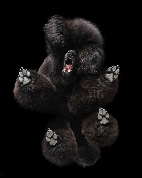 Сюрреалистичные фотографии Андрюса Бурбы: как выглядят животные снизу (19 фото)