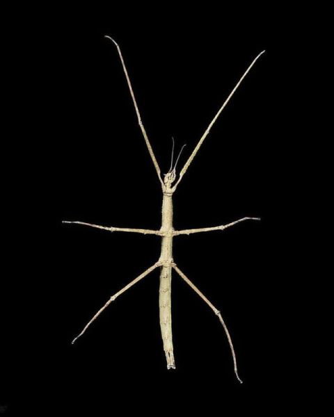 Сюрреалистичные фотографии Андрюса Бурбы: как выглядят животные снизу (19 фото)