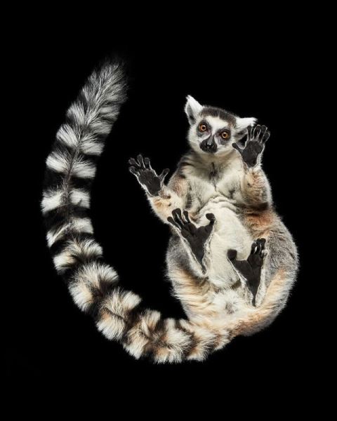 Сюрреалистичные фотографии Андрюса Бурбы: как выглядят животные снизу (19 фото)