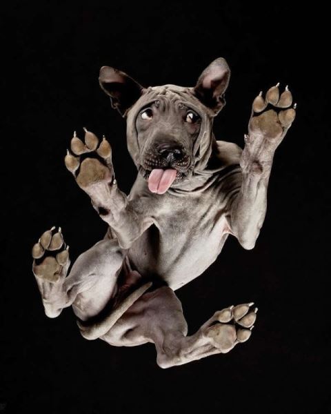 Сюрреалистичные фотографии Андрюса Бурбы: как выглядят животные снизу (19 фото)