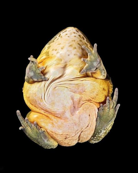 Сюрреалистичные фотографии Андрюса Бурбы: как выглядят животные снизу (19 фото)