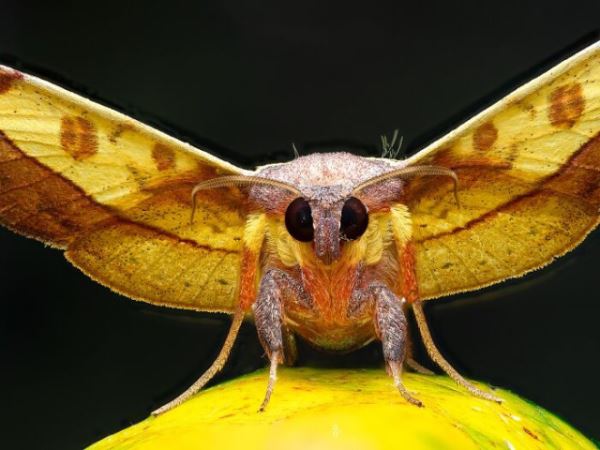 Макрофотографии насекомых, раскрывающие красоту микромира (25 фото)