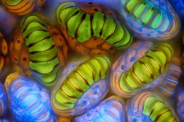 Поразительные снимки-победители конкурса микрофотографии Nikon Small World 2025 (20 фото)