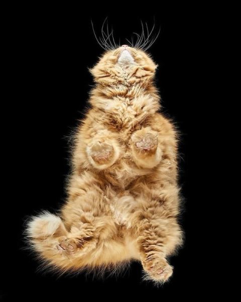 Сюрреалистичные фотографии Андрюса Бурбы: как выглядят животные снизу (19 фото)