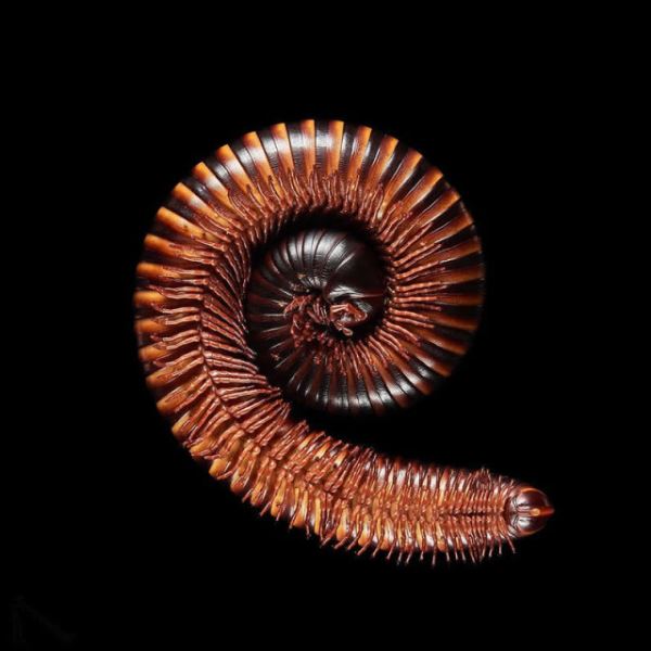 Сюрреалистичные фотографии Андрюса Бурбы: как выглядят животные снизу (19 фото)