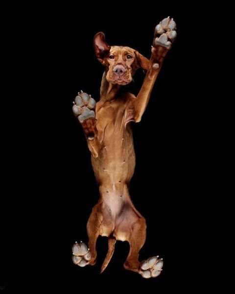 Сюрреалистичные фотографии Андрюса Бурбы: как выглядят животные снизу (19 фото)