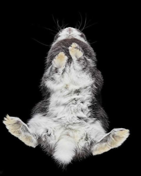 Сюрреалистичные фотографии Андрюса Бурбы: как выглядят животные снизу (19 фото)