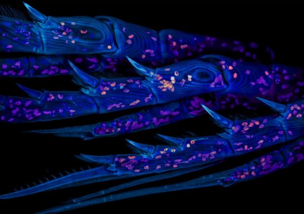 Поразительные снимки-победители конкурса микрофотографии Nikon Small World 2025 (20 фото)