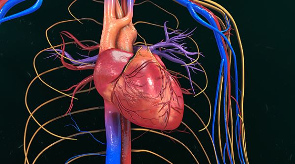 Врач назвал три средства, которые не помогут укрепить сосуды