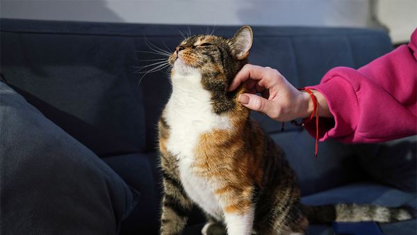 Житель Стамбула будет платить алименты на содержание котов после развода