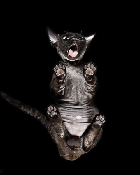 Сюрреалистичные фотографии Андрюса Бурбы: как выглядят животные снизу (19 фото)