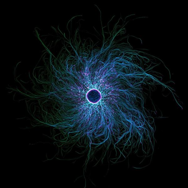 Поразительные снимки-победители конкурса микрофотографии Nikon Small World 2025 (20 фото)